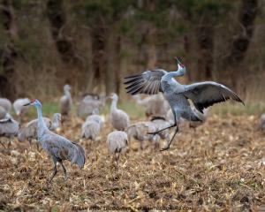 The Spring Migration of the Sandhill Crane